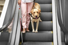Blindenhund mit Frau auf Rolltreppe