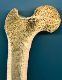 Querschnitt eines Knochens
