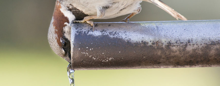 Spatz sitz auf Rohr und trinkt Wasser